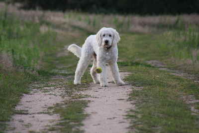 Goldendoodle Sheela fngt den Ball