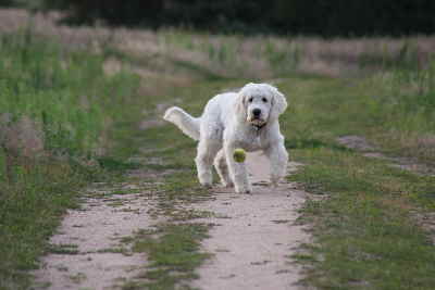 Goldendoodle Sheela fngt den Ball