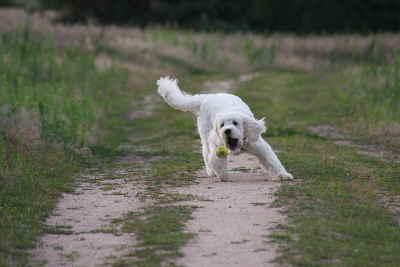 Goldendoodle Sheela fngt den Ball