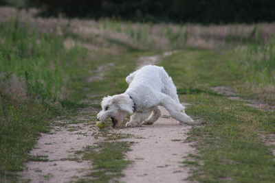 Goldendoodle Sheela fngt den Ball