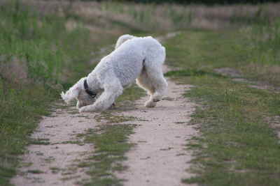 Goldendoodle Sheela fngt den Ball