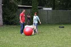 Besucher versuchen sich am Treibball