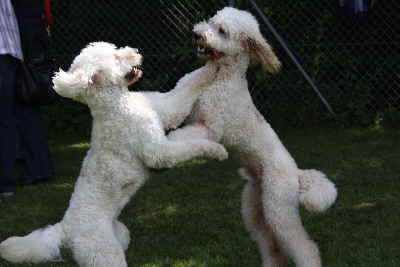 Doodletreffen Goldendoodle schmusen