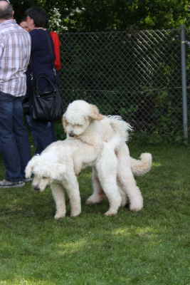 Doodletreffen Goldendoodle schmusen