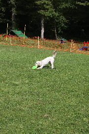 Goldendoodle fngt 