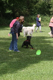 Frisbee scheibe rollen