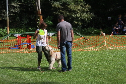 Besucher beim Dogfrisbee