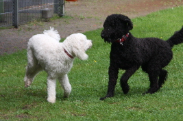 Goldendoodles spielen auf der Wiese