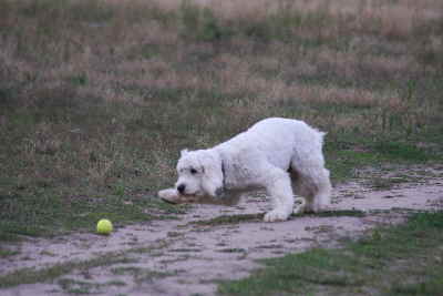 Goldendoodles fangen gebckt