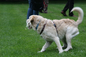 EIn Labradoodle!