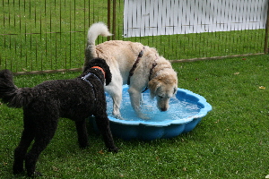 Goldendoodle trinken