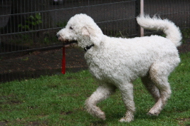 Goldendoodle Ardy rennt am Zaun entlang