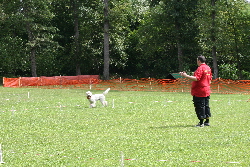 Michael leitet Goldendoodle Sheela