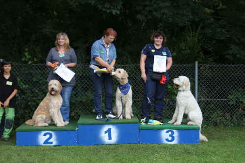 Doodletreffen Goldendoodle Sieger