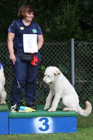 Doodletreffen Goldendoodle Sieger