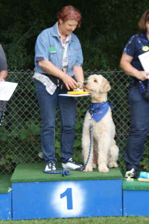 Doodletreffen Goldendoodle Sieger