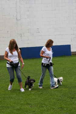 Quadrille zum Doodletreffen Goldendoodle