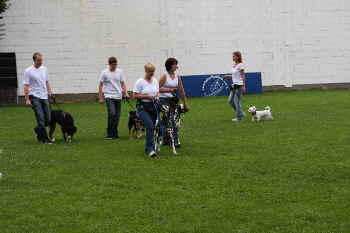 Quadrille zum Doodletreffen Goldendoodle