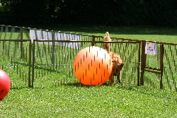 Bonnie holt den Ball aus dem Eck