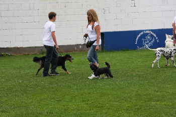 Quadrille zum Doodletreffen Goldendoodle