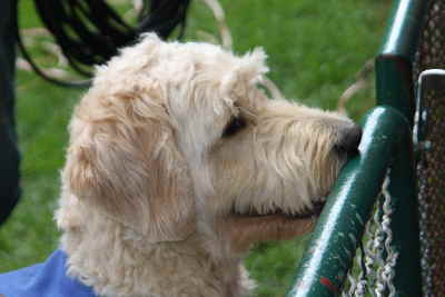 Doodeltreffen Goldendoodle Sheela