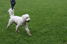 Goldendoodle Amor sucht seine Mama