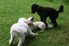 Goldendoodle Nero spielt mir andern Doodles