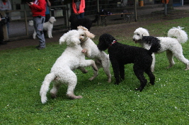 Spielen auf dem Hundeplatz des HSZV