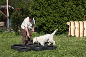 Goldendoodle Sheela luft in Autoreifen