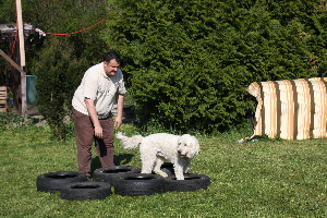 Goldendoodle Sheela luft in Autoreifen