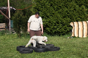 Goldendoodle Sheela luft in Autoreifen