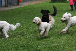 Doodles spielen ausgelassen