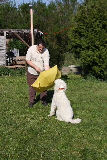 Goldendoodle Sheela bt mit einem Schirm