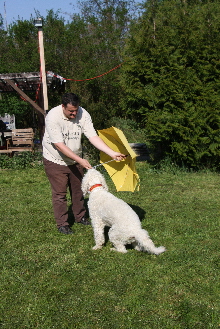 Goldendoodle Sheela bt mit einem Schirm