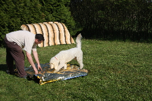 Goldendoodle Sheela luft ber eine Rettungsdecke