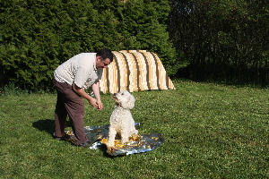 Goldendoodle Sheela luft ber eine Rettungsdecke