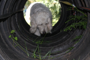 Goldendoodle Sheela luft durch LKW Reifen