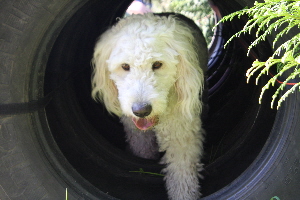 Goldendoodle Sheela luft durch LKW Reifen