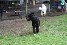 Goldendoodle Anton spielt auf der Wiese