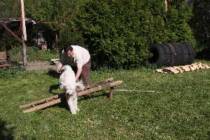 Goldendoodle Sheela springt ber eine Leiter