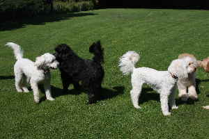 Goldendoodles Hunde spielen