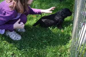 Goldendoodles Hunde spielen