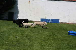 Goldendoodles Hunde spielen