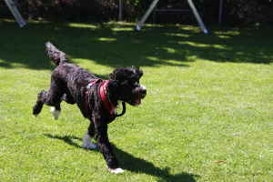 Goldendoodles Hunde spielen