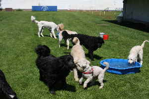 Goldendoodles Hunde spielen