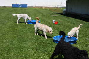 Goldendoodles Hunde spielen