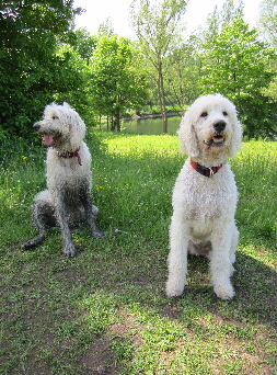 Mira und Sheela Goldendoodles mit Welpen