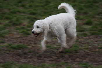 Goldendoodle Sheela luft durch das Feld