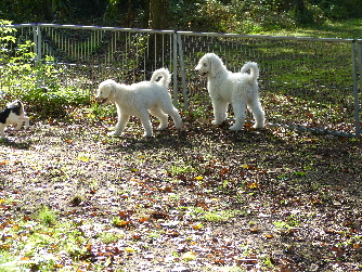 Aud dem Hundeplatz Goldendoodle Welpen