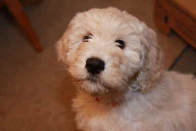 Goldendoodle Babys